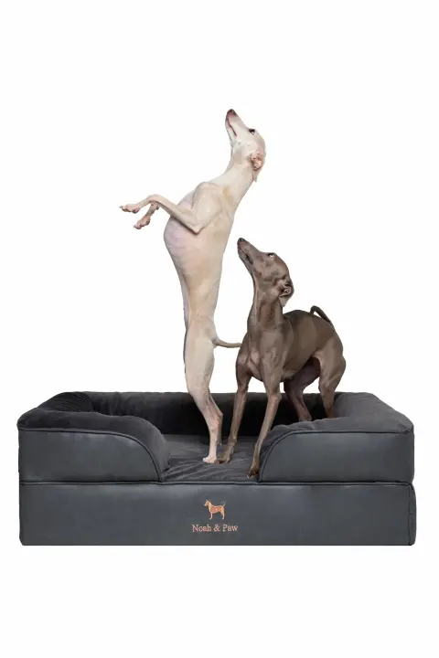 NOAH & PAW Orthopedic Memory Foam Dog Bed — 35x25x11 in