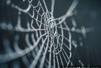 Navigating Telecom AI Regulations: A Practical Guide for Providers