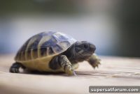 Research Shows Slow Broadband Is Costing SMEs Revenue