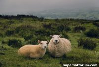 Government Program Expands 4G Coverage Across Rural Wales